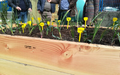 Orto in condotta alla Scuola del Puglia di Figline Valdarno “Il Giardino di Roberta”.