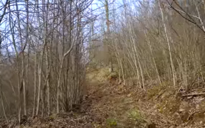 Bosco ceduo e sostenibilità: Video Compagnia delle Foreste