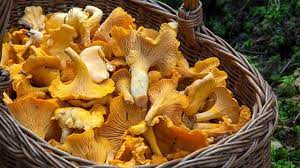 Raccolta e Consumo di Funghi