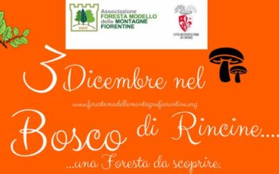 3 Dicembre nel bosco di Rincine_Una Foresta da scoprire